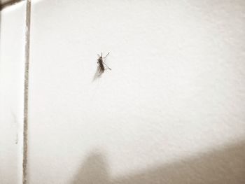 Close-up of spider on wall