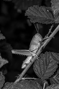 Close-up of a grasshopper nymph on a twig 