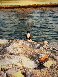 Bird perching on shore at lake