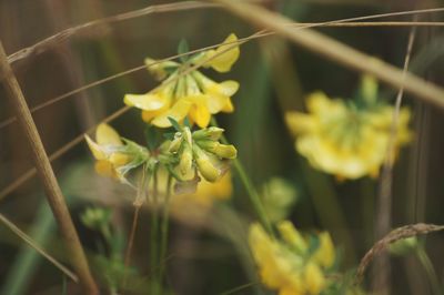 Close-up of insect on yellow flowers