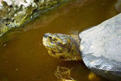 Close-up of turtle swimming in lake