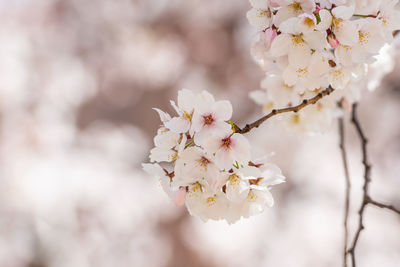 Close-up of cherry blossom tree