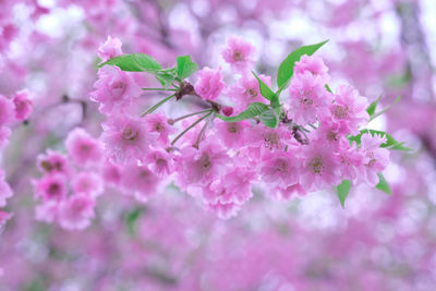 Close-up of pink flowers