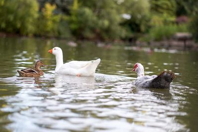 Ducks swimming in lake