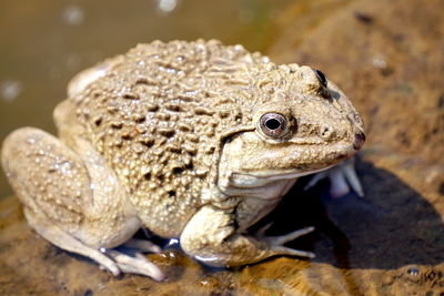 Close-up of a common toad 