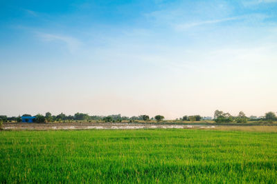 Scenic view of agricultural field against sky