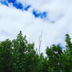 Low angle view of trees against sky