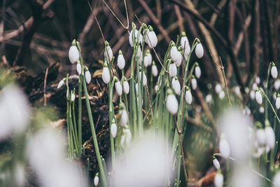 Close-up of white flowering plants on field