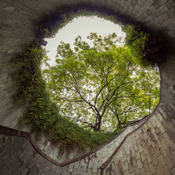 Low angle view of ivy on wall