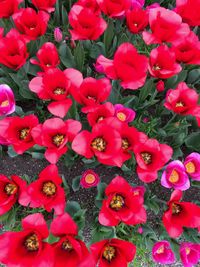 Full frame shot of pink flowers