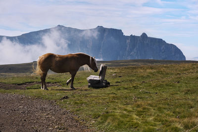 Horse standing in a field