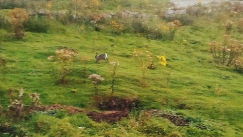 Cows grazing on field