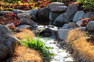 Plants and rocks in water