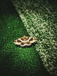 Close-up of lizard on grass