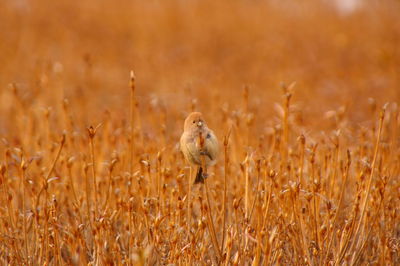 View of an bird on land