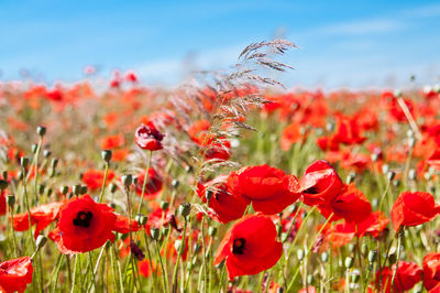 Close-up of red poppy flowers in field