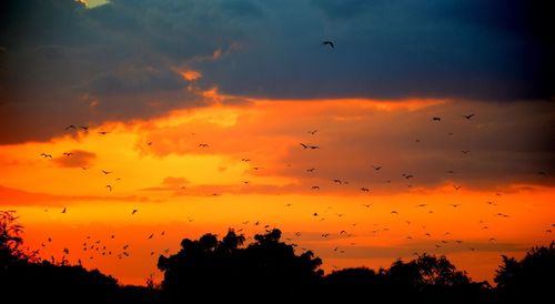 Low angle view of silhouette birds flying against orange sky