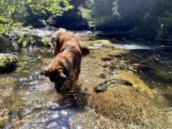 Dog standing on rock