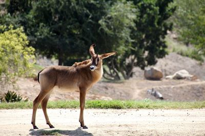 Horse standing against wall