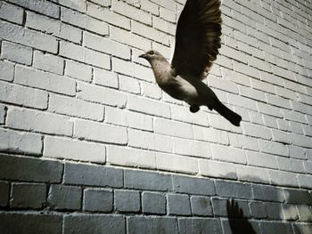 Bird flying over white background