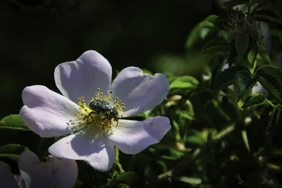 Close-up of insect on purple flowering plant