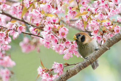 Close-up of bird perching on pink flower tree