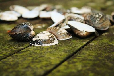 Close-up of clams on jetty