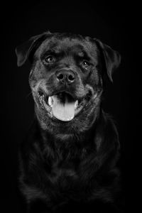 Portrait of dog against black background