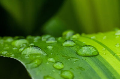 Close-up of raindrops on green leaves