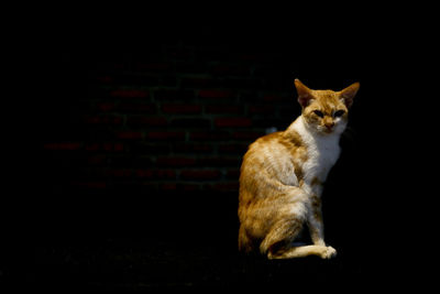 Portrait of cat sitting against black background