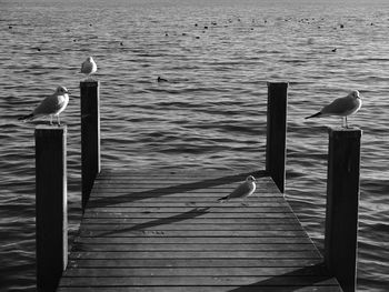 Seagull perching on swimming in lake