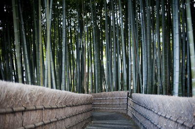 View of bamboo trees in forest