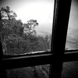 View of trees seen through window