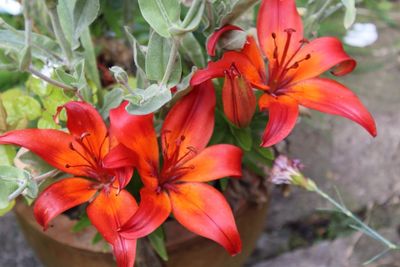 Close-up of purple flowers