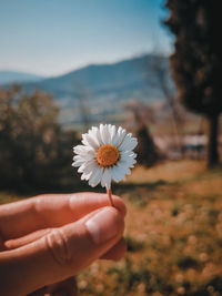 Close-up of hand holding white flowering plant