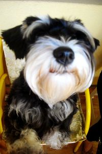 Close-up of a dog