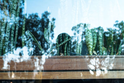 Close-up of plants by railing against trees