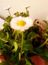 Close-up of white flowers