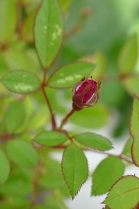 Close-up of green plant