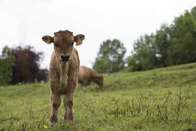 Portrait of a calf