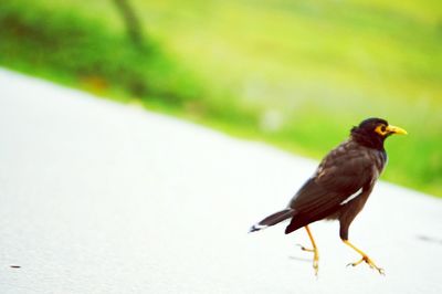 Close-up of bird perching