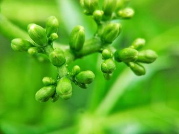 Close-up of fresh green plant