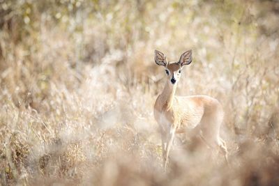 Portrait of deer standing on field