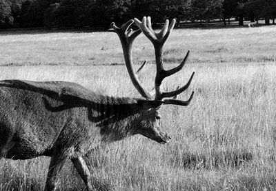 View of deer on field