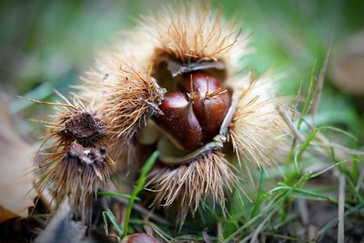 Close-up of chestnut in nature