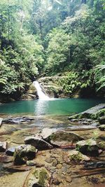 Trees in water