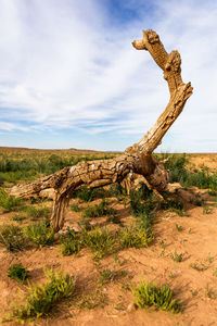 View of driftwood on field against sky