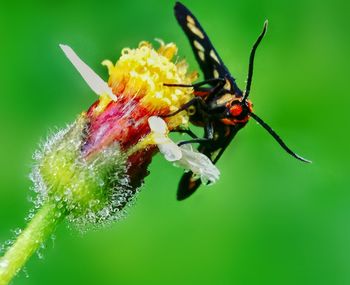 Close-up of insect on red flower