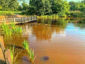 Scenic view of lake with trees in background