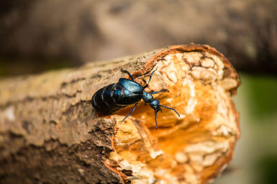 Close-up of insect on rock